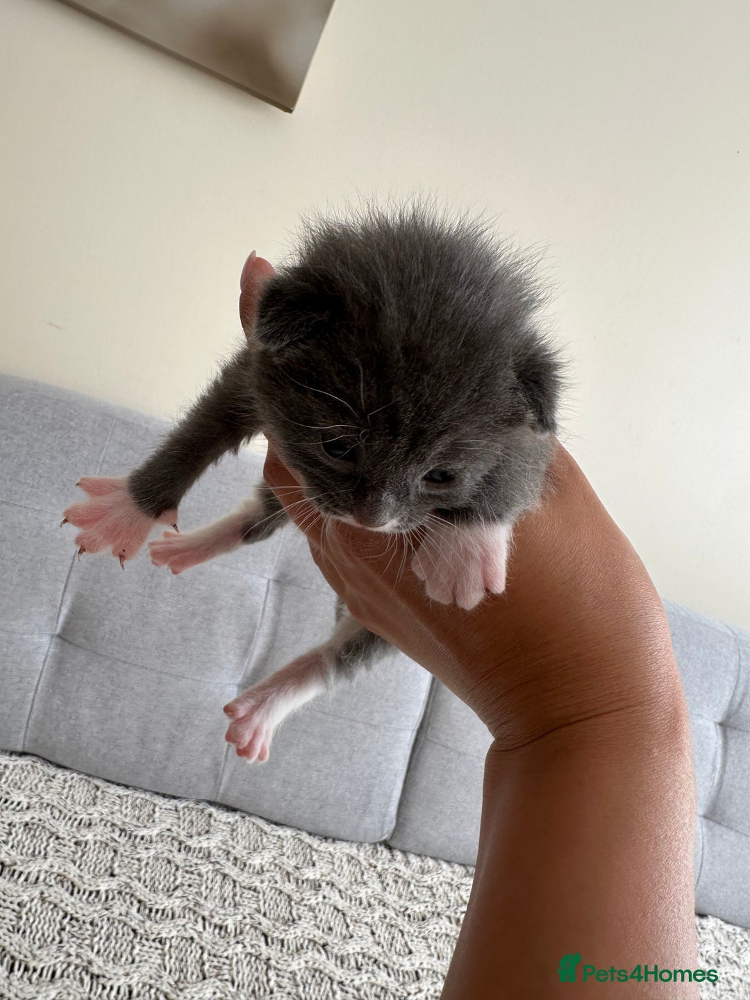 British Shorthair cats for sale: British Short kittens - Image 11
