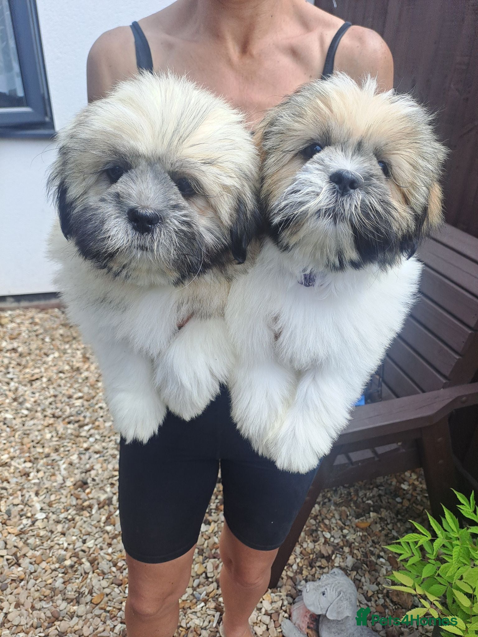 Lhasa Apso dogs Lhasa Apso Puppies  - Advert 7