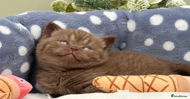 British Shorthair cats - Advert 12