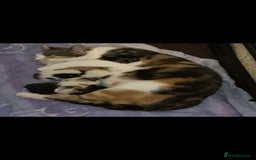 Domestic Shorthair cats for sale: Male kitten for sale - Image 3