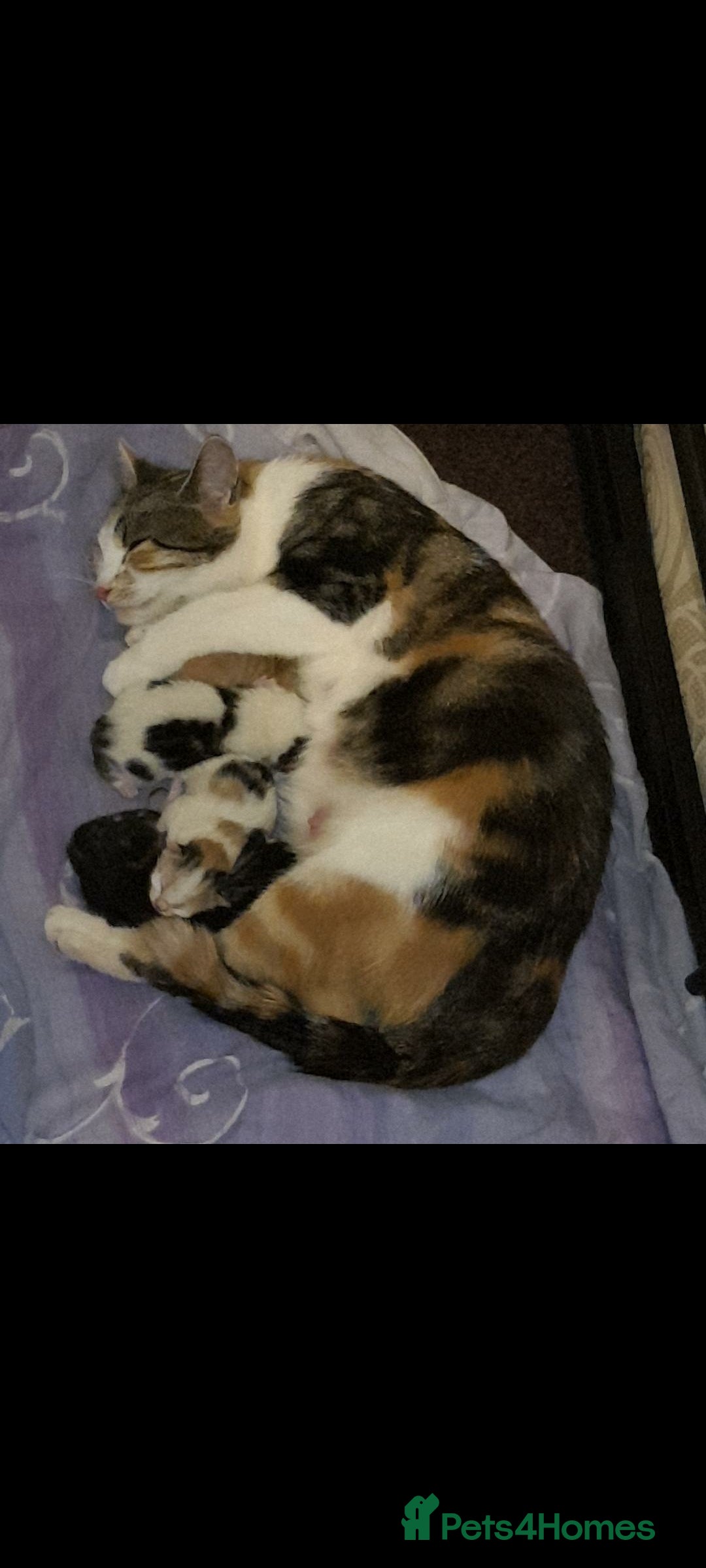 Domestic Shorthair cats for sale: Male kitten for sale - Image 3