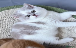 British Shorthair cats for sale: Exceptional British Shorthair Kittens, GCCF& TICA  - Image 5