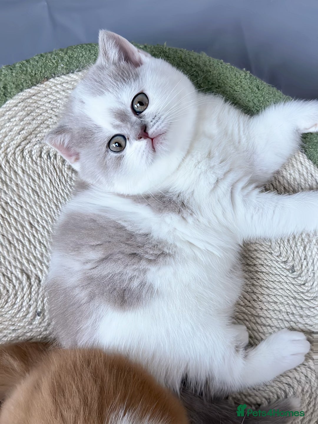 British Shorthair cats for sale: Exceptional British Shorthair Kittens, GCCF& TICA  - Image 5