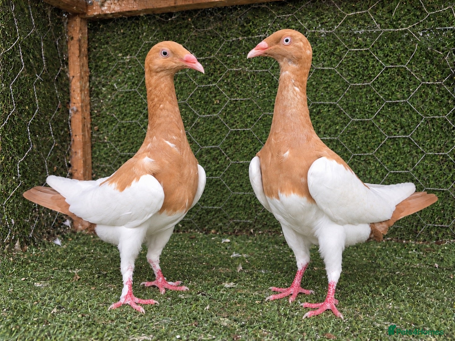 Pigeons birds Beautiful Quality Pigeons Healthy & Well Cared For - Advert 2