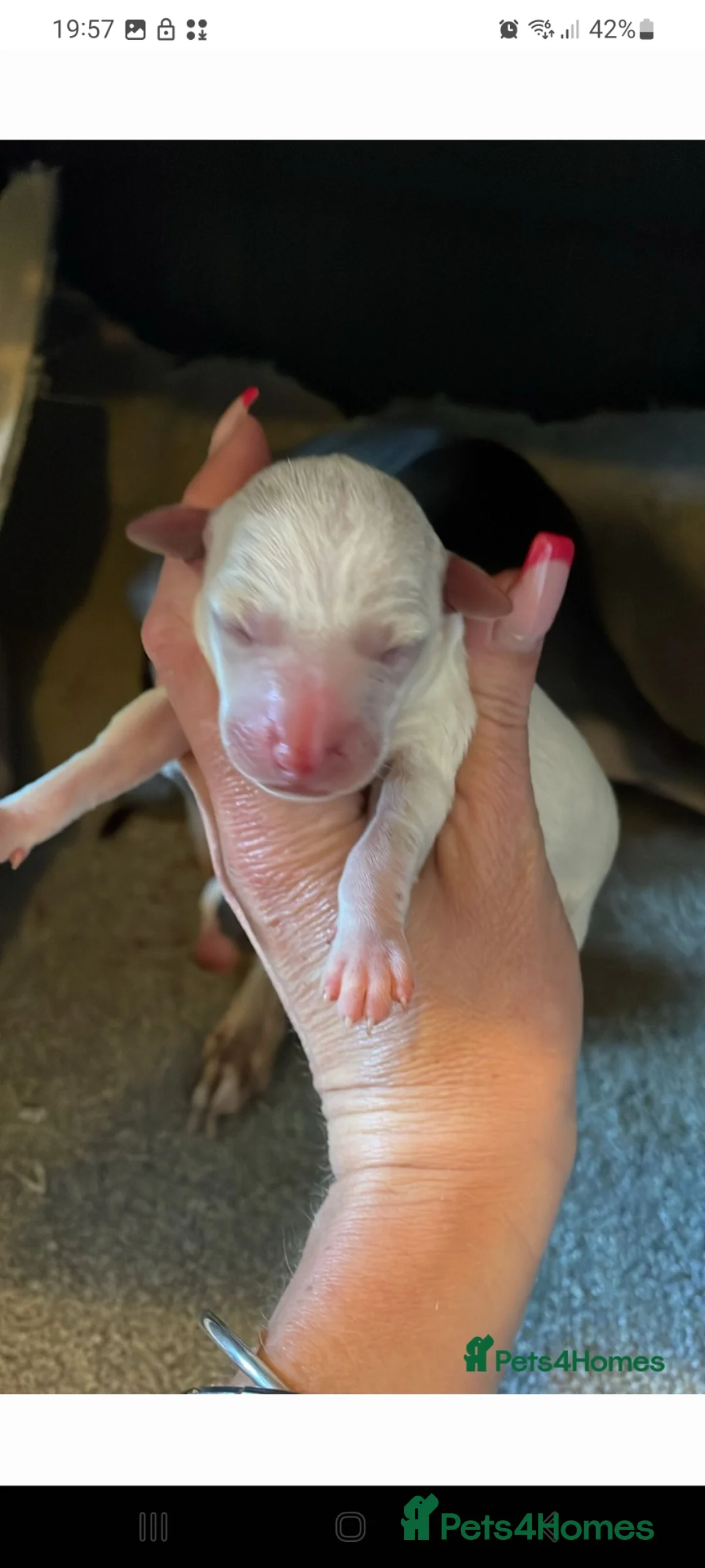 Italian Greyhound dogs for stud: KC registred Italian Greyhound proven for studding - Advert 15