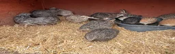 Quail poultry for sale: Coturnix quail chicks  - Advert 4