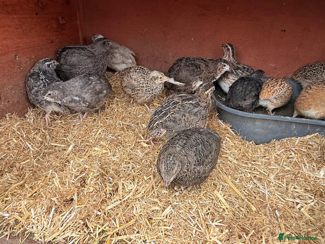 Quail poultry for sale: Coturnix quail chicks  - Advert 4