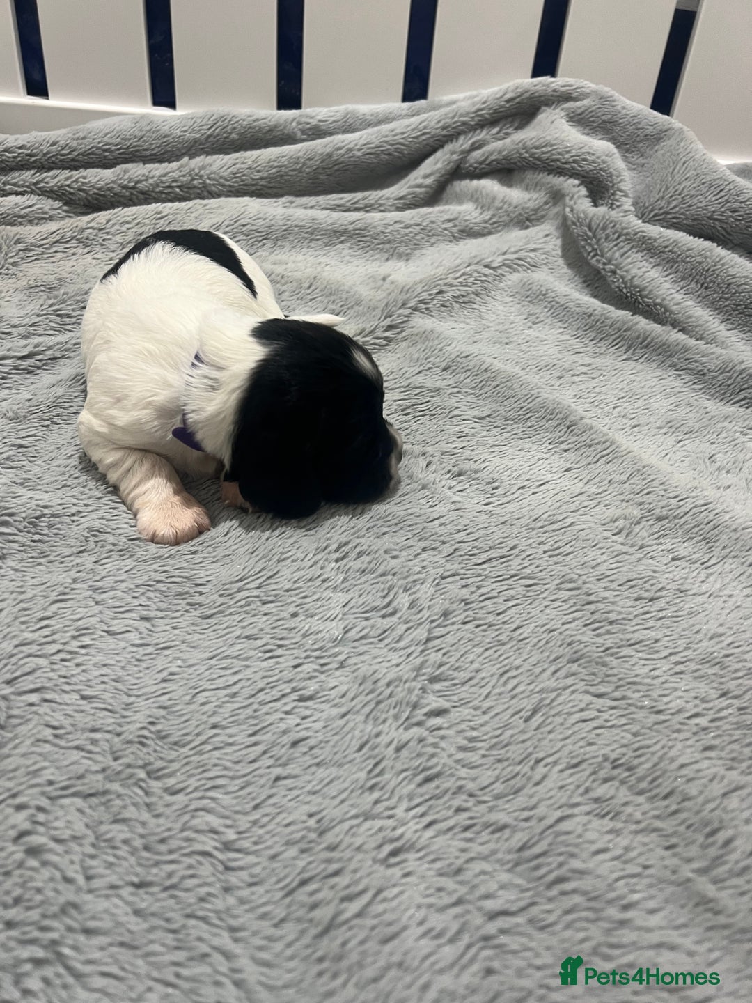 Sprocker dogs for sale: Sprocker Spaniel Puppies - Image 32