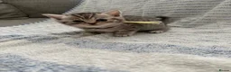 British Shorthair cats for sale: GCCF registered Kittens  - Advert 7