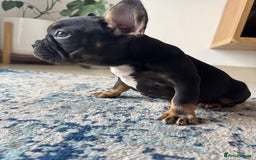 French Bulldog dogs for sale:  REDUCED, 1 GIRL LEFT French bulldog puppies  - Image 16