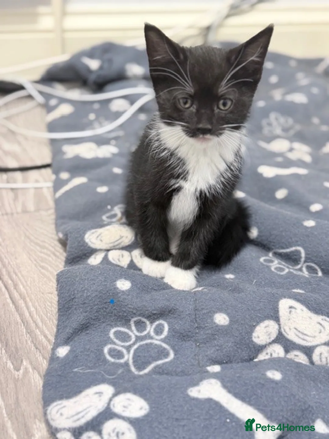 Mixed Breed cats for sale: welcome you to my 3 beautiful kittens in Barnet - Advert 9