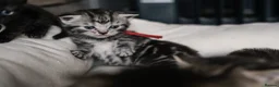 British Shorthair cats for sale: Gorgeous British shorthair tabby litter - Advert 20
