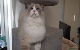 Ragdoll cats for stud: Charles - TICA and Gccf registered active boy  in Bournemouth - Image 16