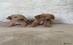 Cockapoo dogs for sale:  f1 cockapoos waiting list open now taking deposit - Image 10