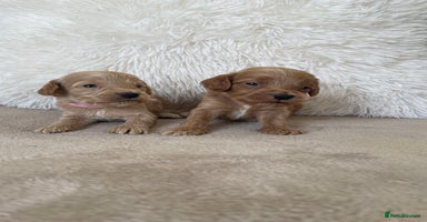 Cockapoo dogs - Advert 4