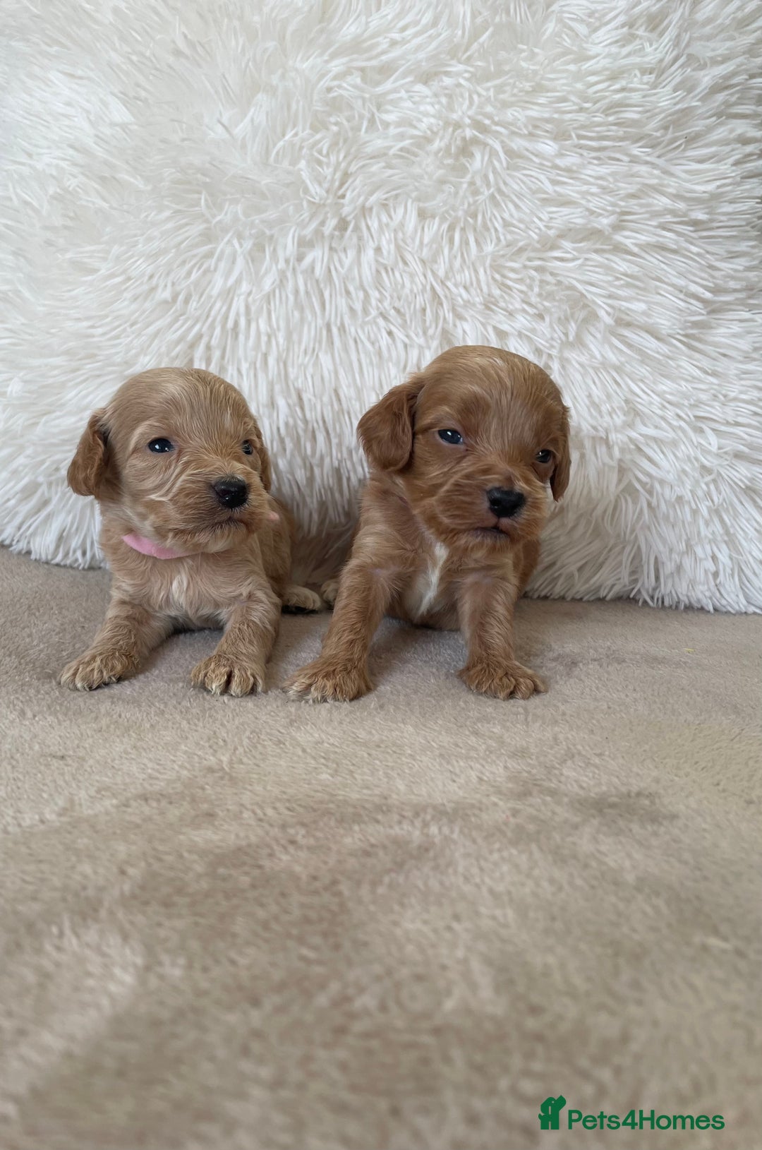 Cockapoo dogs for sale:  f1 cockapoos waiting list open now taking deposit - Image 10
