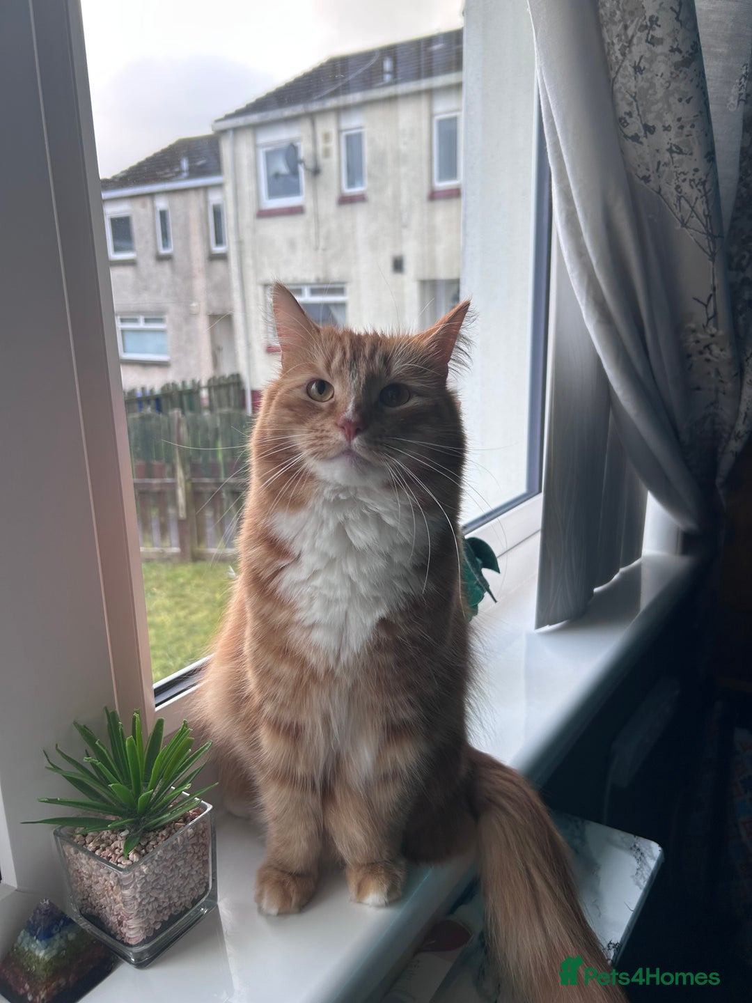 Mixed Breed cats for sale: Beautiful boy looking for a loving forever home - Advert 2
