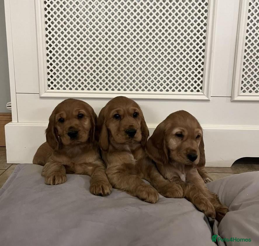 Cocker Spaniel dogs for sale: LAST 2 GOLDEN SHOW TYPE PUPPIES  - Advert 8