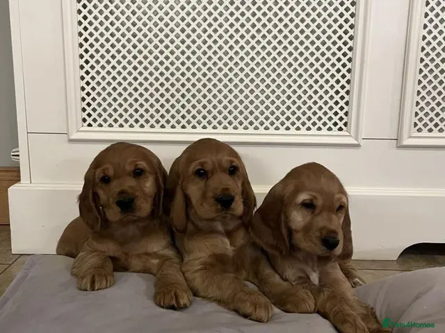 Cocker Spaniel dogs for sale: LAST 2 GOLDEN SHOW TYPE PUPPIES - Advert 8