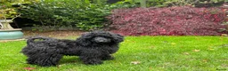 Toy Poodle dogs for sale: KC REGISTERED BLACK TOY POODLE FEMALE - Advert 28