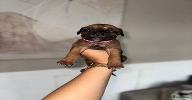 Cane Corso dogs - Advert 7