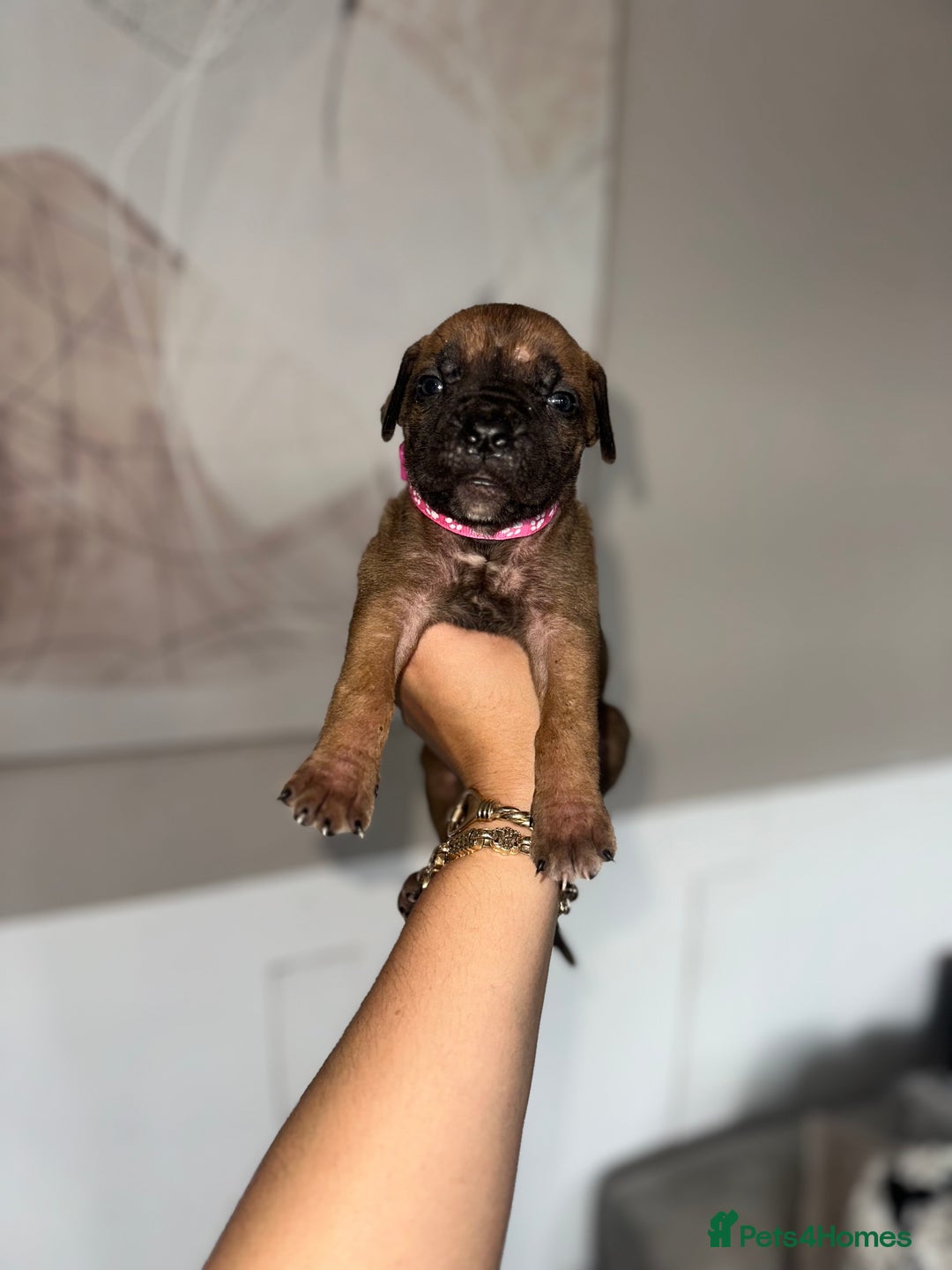 Cane Corso dogs for sale: Pure breed cane corso  - Image 2