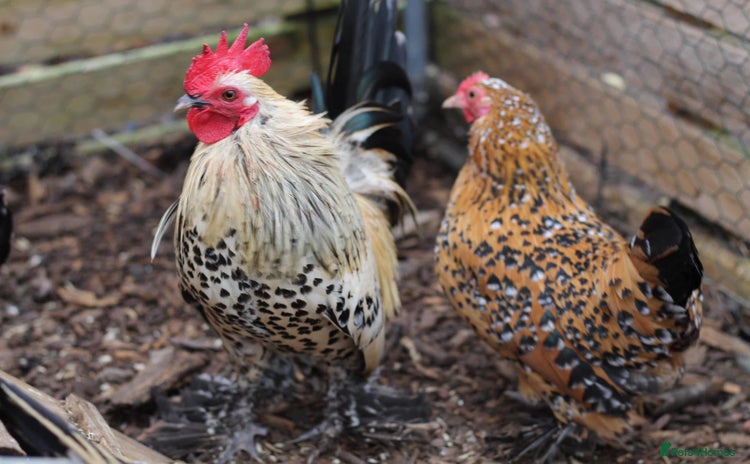 Chickens poultry - Advert 13