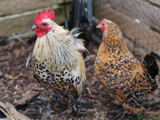 Chickens poultry Sablepoot Chicks, Growers, Hens, Hatching Eggs - Advert 8