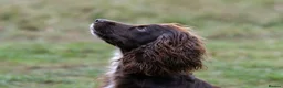 Cocker Spaniel dogs for stud: Working Cocker Spaniel For Stud - Advert 2