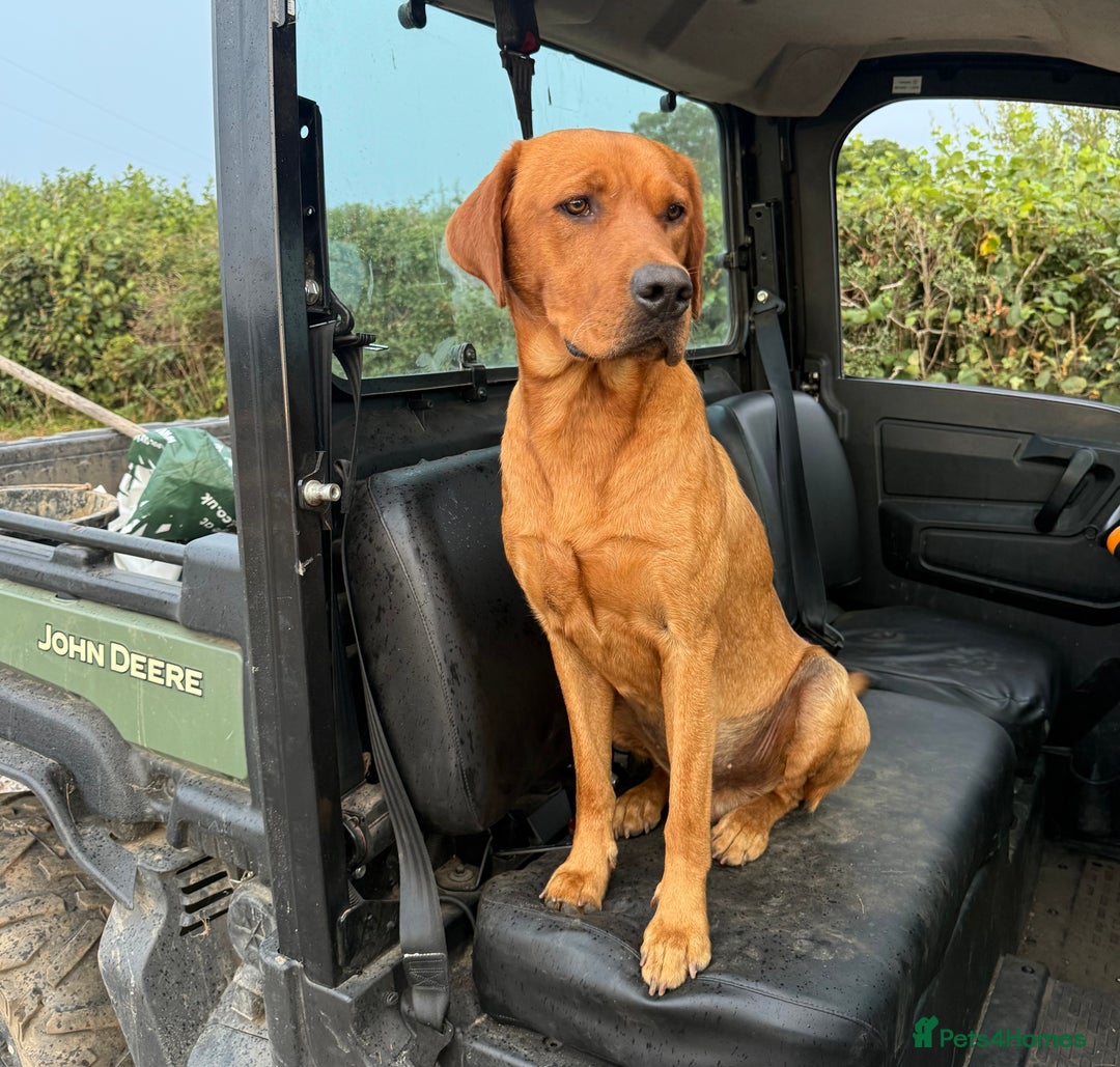 Labrador Retriever dogs for stud: KC Fox Red health tested stud  in Wimborne - Image 1