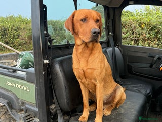 Labrador Retriever dogs in Wimborne - Advert 26