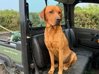 Labrador Retriever dogs KC Fox Red health tested stud in Wimborne - Advert 4