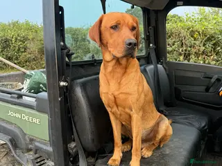 Labrador Retriever dogs KC Fox Red health tested stud in Wimborne - Advert 3