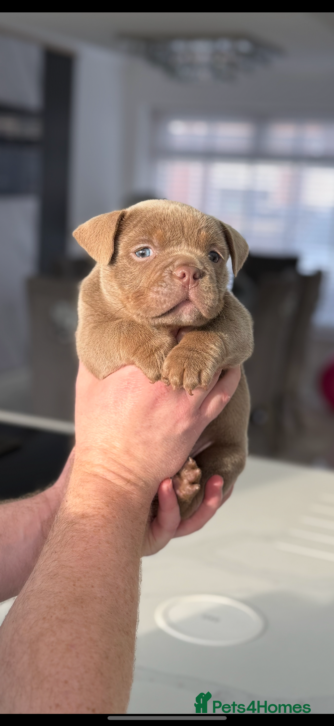 American Bully dogs for sale: Stunning Bully pup available now  - Advert 3
