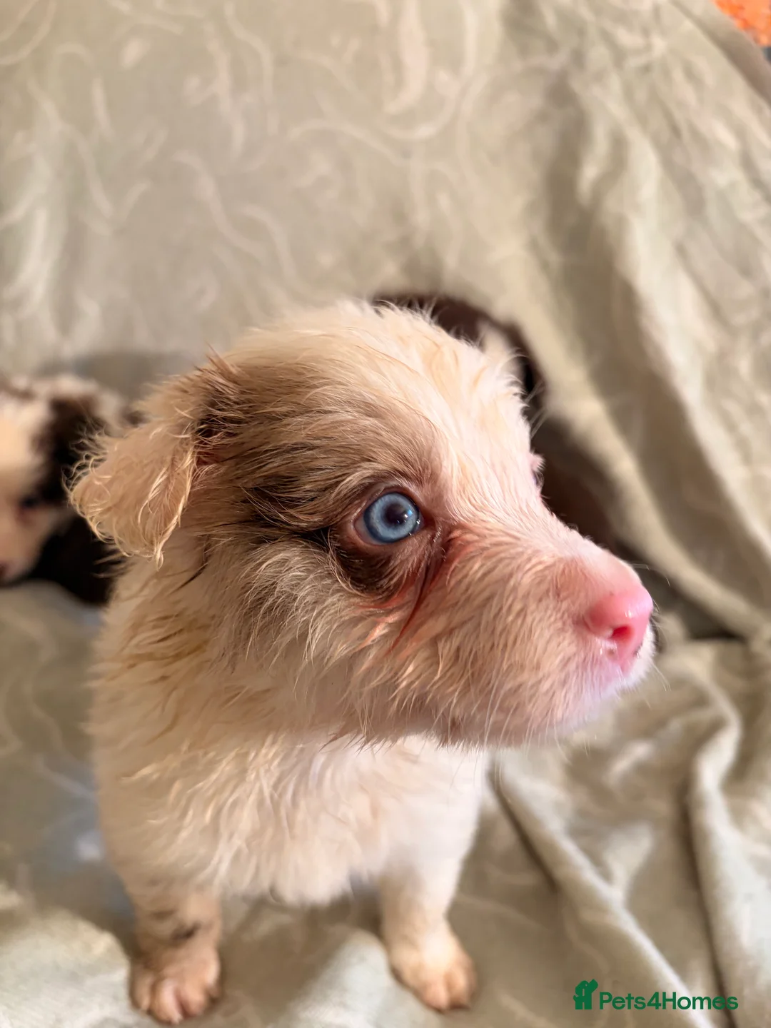 Border Collie dogs for sale: HEALTH TESTED CLEAR PARENTS BORDER COLLIE PUPS - Advert 31