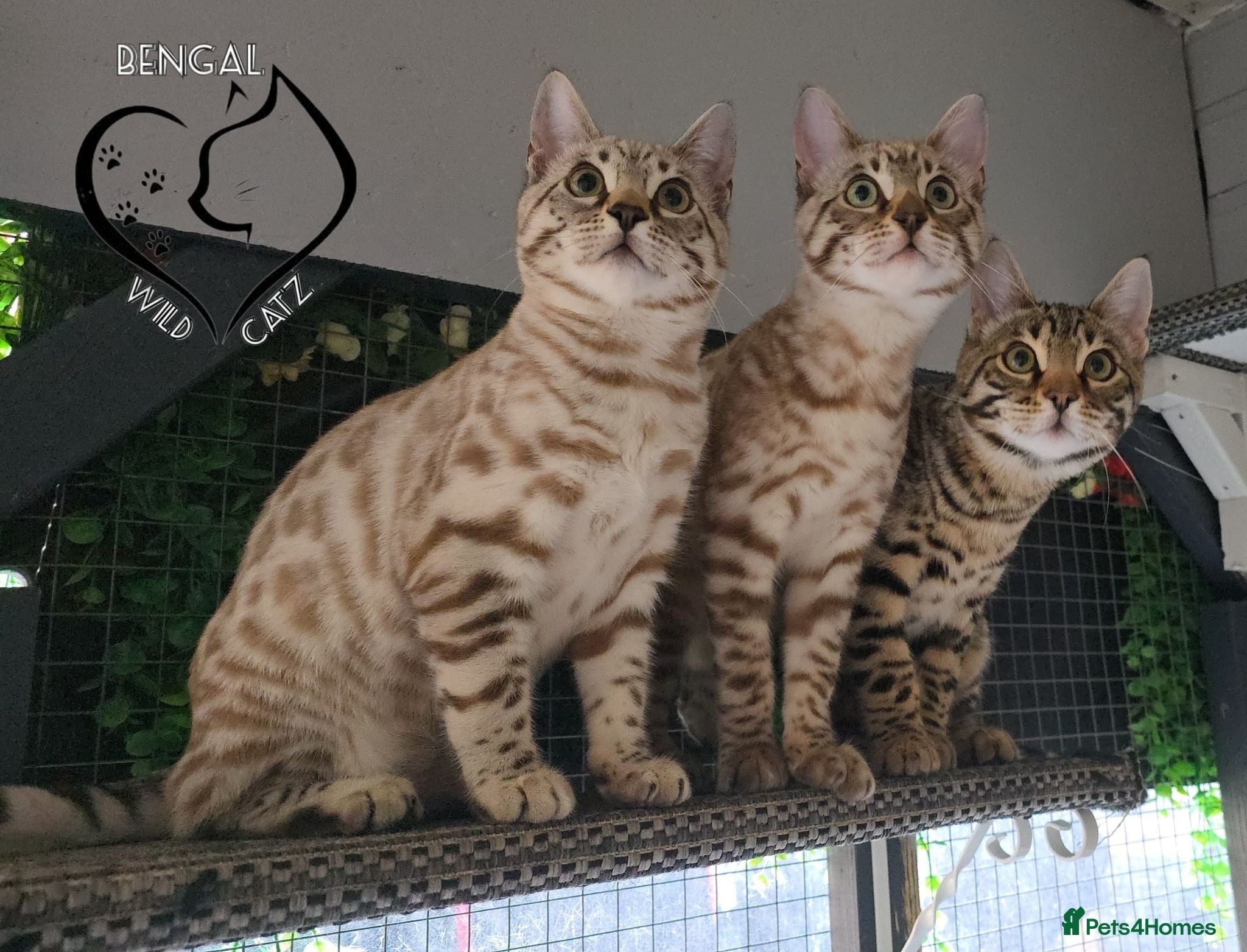 Bengal cats 🔥Stunning Bengal boys ready to leave🔥 - Advert 1