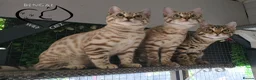 Bengal cats for sale: 🔥Stunning Bengal boys ready to leave🔥 - Advert 2