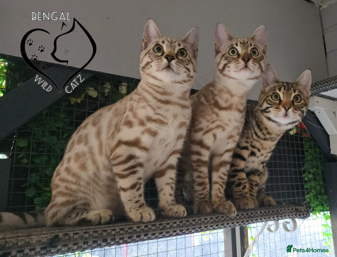 Bengal cats for sale: 🔥Stunning Bengal boys ready to leave🔥 - Advert 2