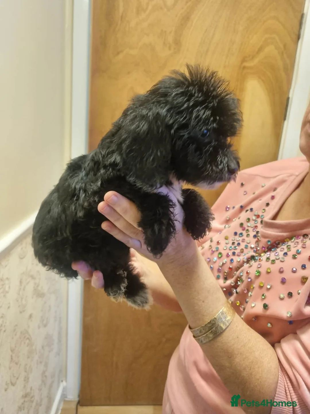 Cockapoo dogs for sale: Beautiful cockapoo  - Advert 6