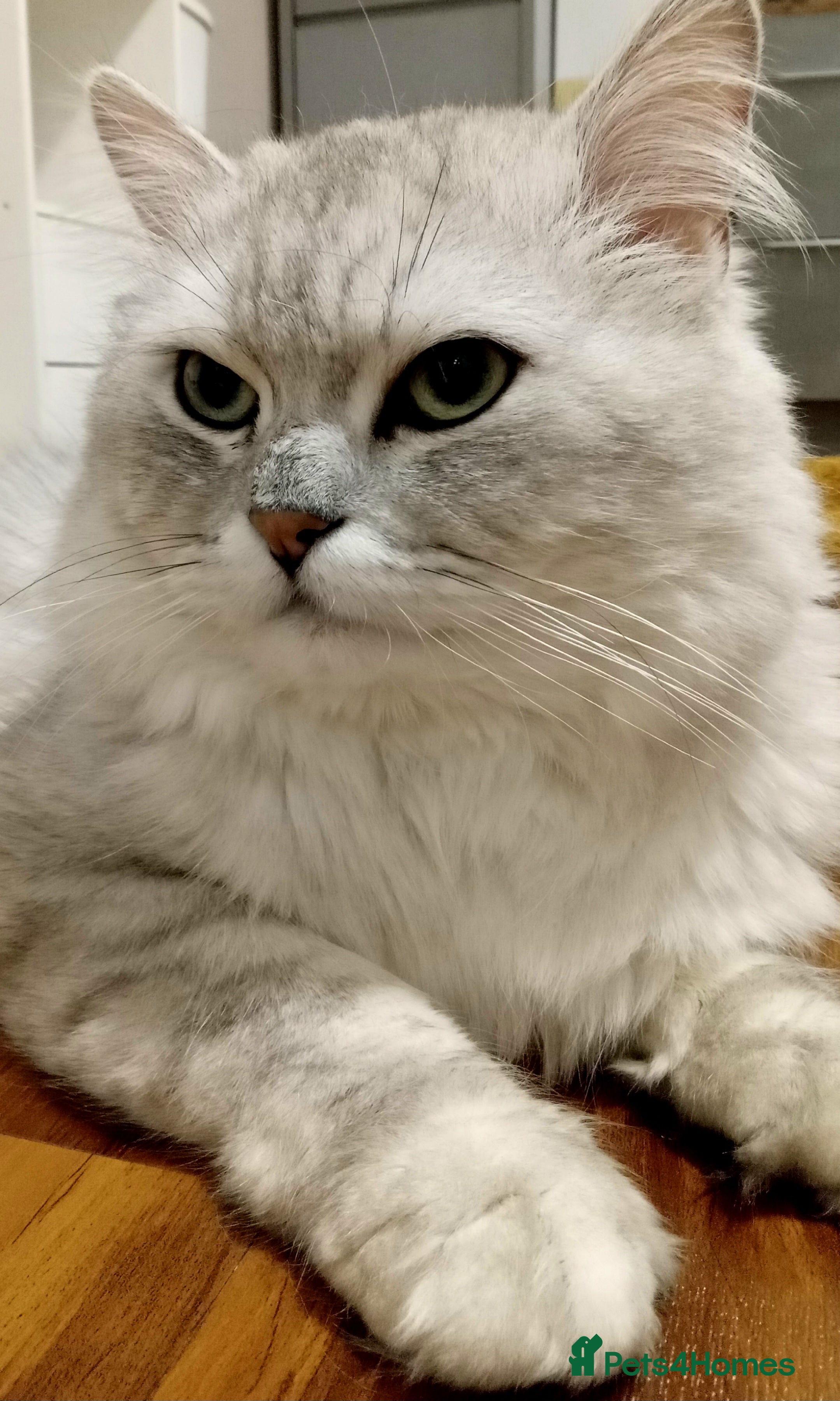 Persian cats ❤️SILVER PERSIAN CHINCHILLA ADORABLE FOR STUD❤️ in Grimsby - Advert 1