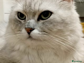 Persian cats in Grimsby - Advert 1