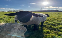 Sheep livestock for sale: Kerry Hill Tup, Ewes & Lambs  - Image 9