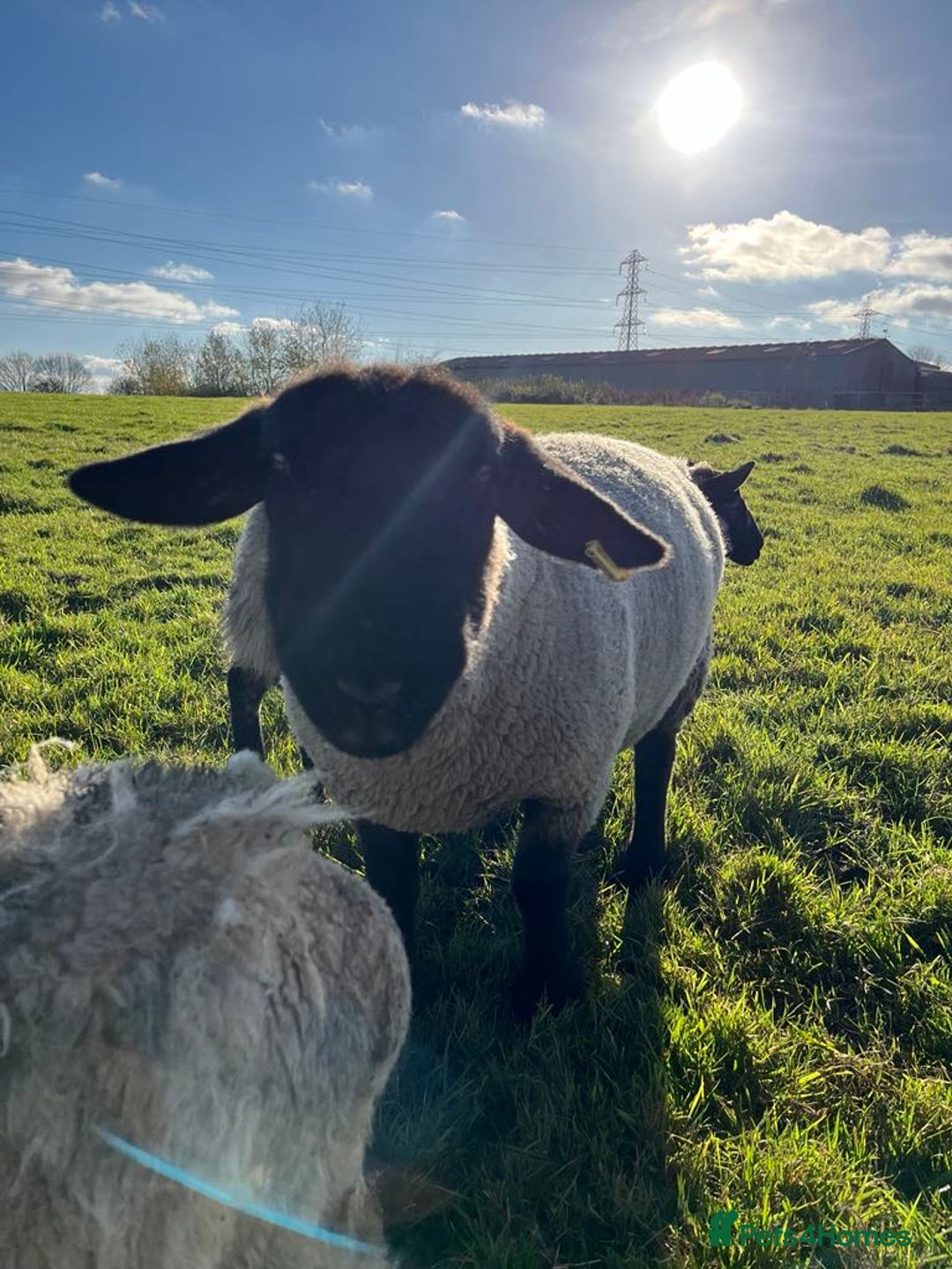 Sheep livestock for sale: Kerry Hill Tup, Ewes & Lambs  - Image 9