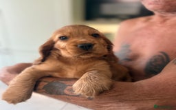 Cocker Spaniel dogs for sale: KC Registered Show Cocker Spaniel Puppies - Image 16