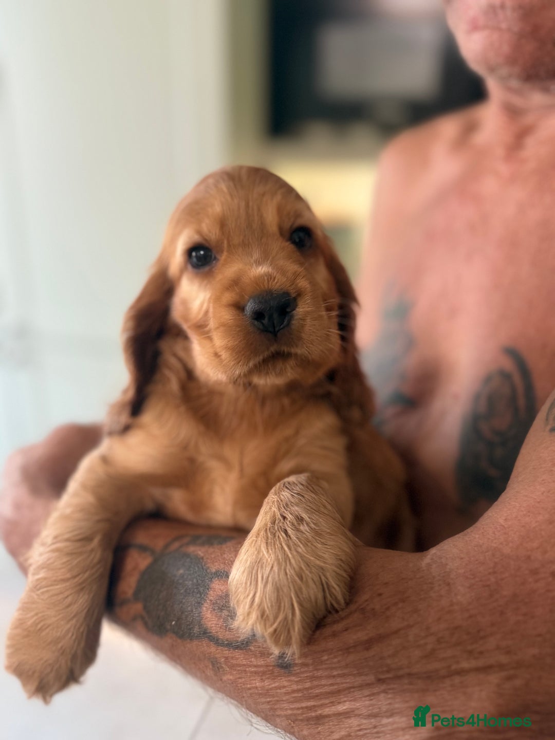 Cocker Spaniel dogs for sale: KC Registered Show Cocker Spaniel Puppies - Image 16