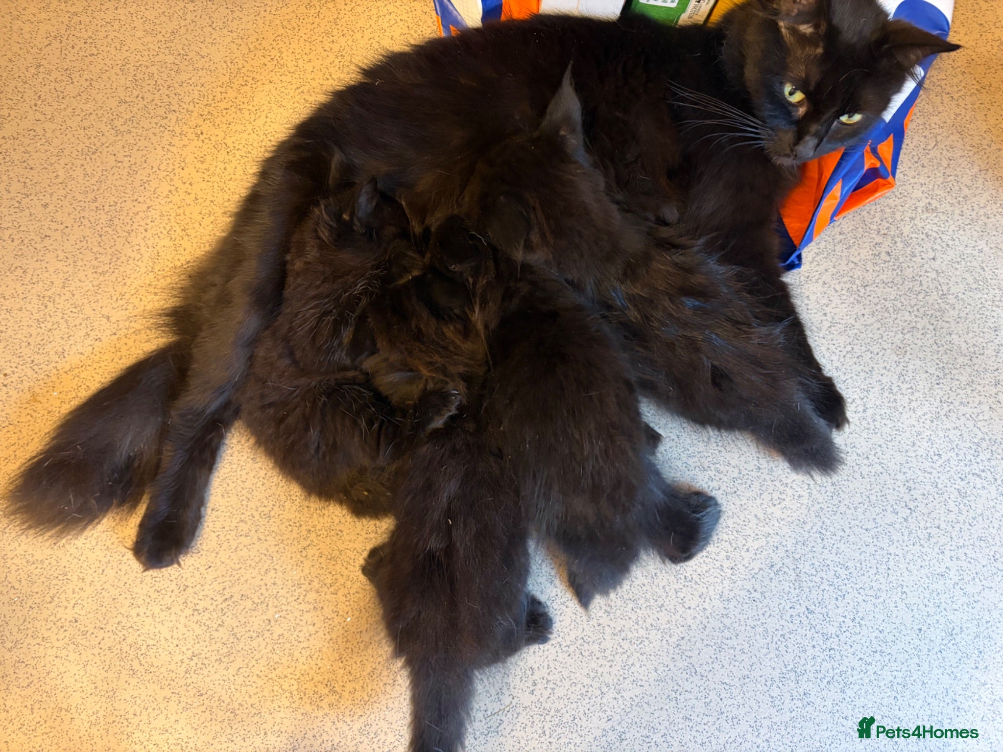 Mixed Breed cats 4 female kittens - Advert 1