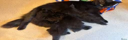 Mixed Breed cats for sale: 4 female kittens - Advert 1