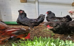 Chickens poultry for sale: 8 week old Arucana X  - Image 4