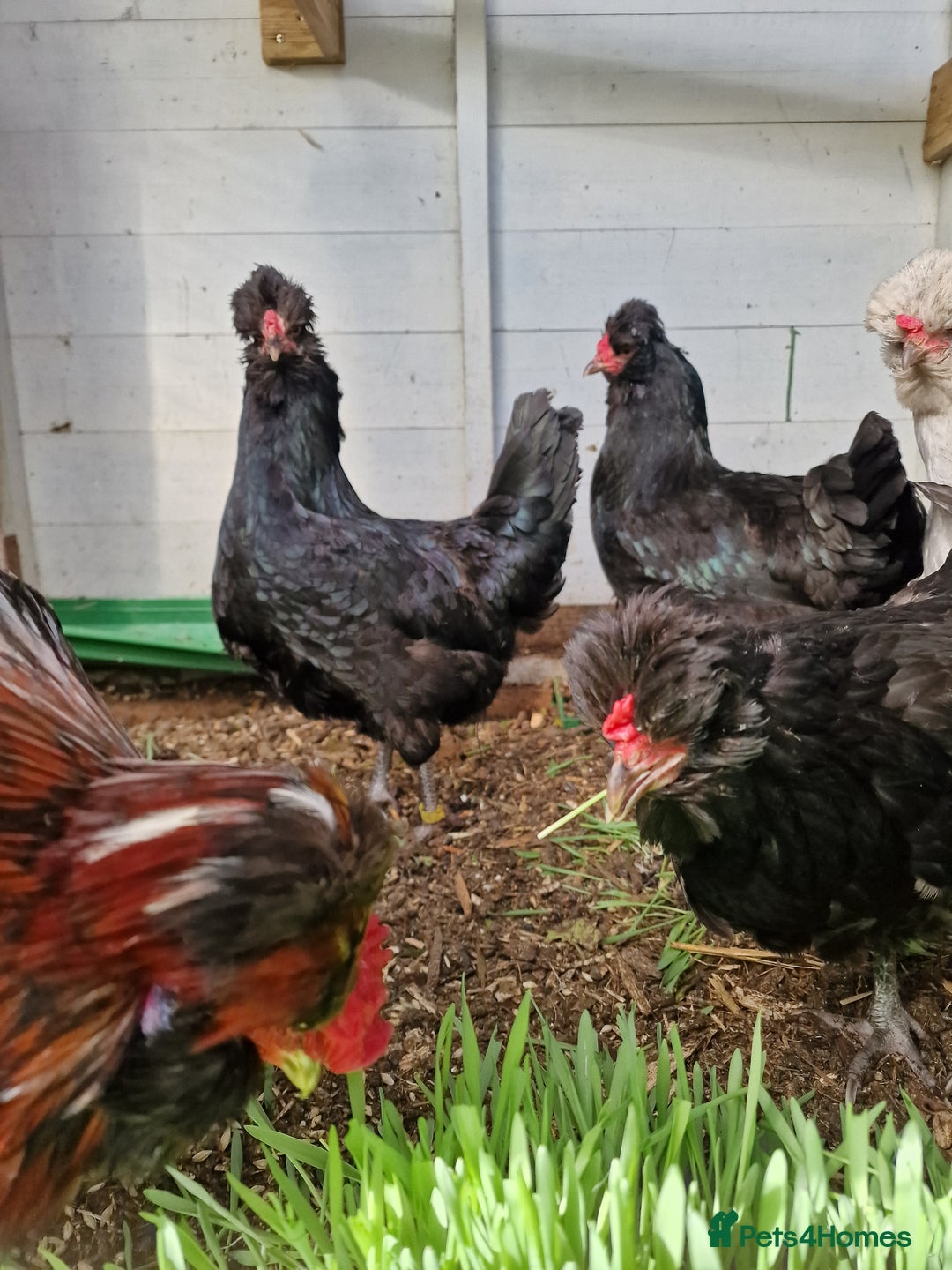 Chickens poultry for sale: 8 week old Arucana X  - Image 4