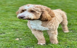 Mixed Breed dogs for sale: Goldendoodle/Australian double doodles  - Image 2